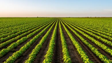 Profitable Farming: 4 Ideas for Your Agricultural Project