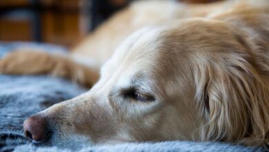 4 Signs That Your Elderly Dog Needs an Orthopedic Bed