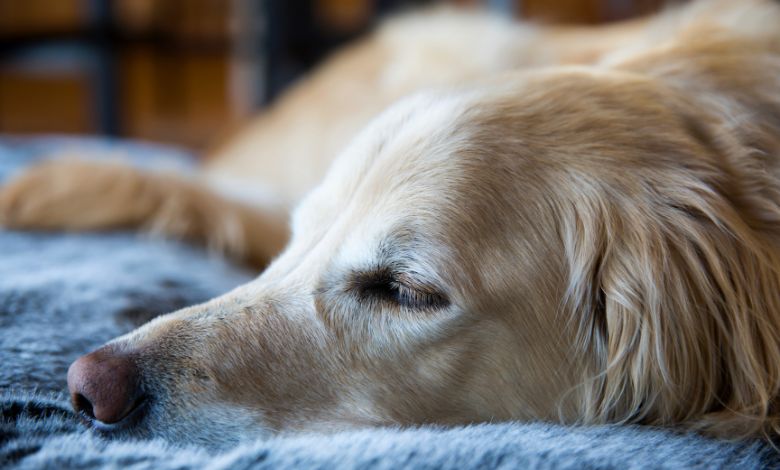 4 Signs That Your Elderly Dog Needs an Orthopedic Bed