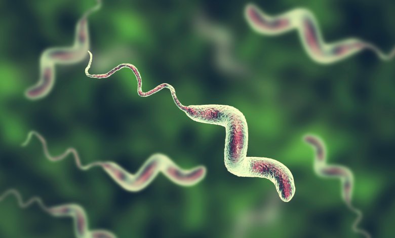 A Guide to Understanding Campylobacter Infections
