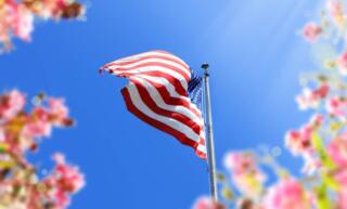 A flagpole with the American flag stands against a clear blue sky. Several pink and green flowers stand in the foreground.