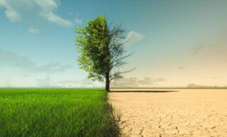 Side shot of a scope of land that is healthy on one side and barren and dying on the other. A tree stands in the middle.