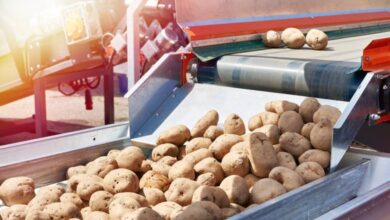 Three potatoes move from an upper portion of an outdoor conveyor system to a lower portion holding many more potatoes.