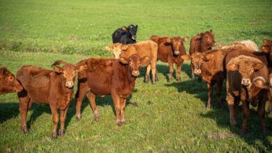 A small herd of reddish brown South Devon cattle in a lush, green field. There is one small brown cow in the background.