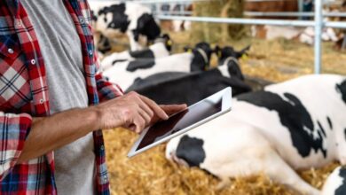A person holds a tablet while standing in front of a row of black and white cows lying down in the hay.