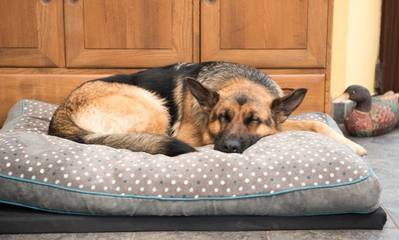 A German shepherd is curled up and sleeping on a large, gray dog bed with white and blue dots on it.