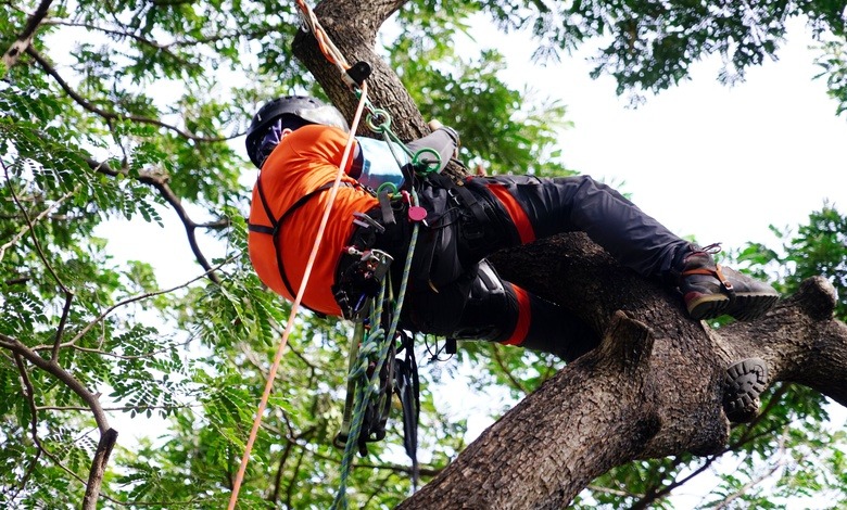 A person wearing an orange shirt, black safety helmet, and harness climbs a tree while connected to a rope.