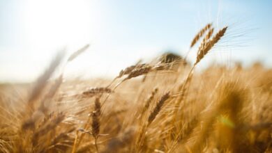 A large field of wheat is at close range. A small building is blurred in the distance behind the field.