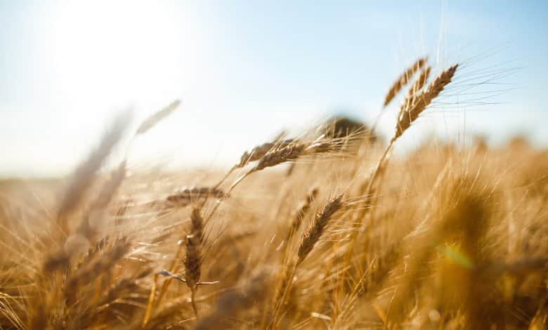 A large field of wheat is at close range. A small building is blurred in the distance behind the field.