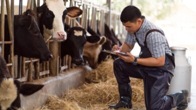 A farmer wears black overalls as he kneels next to dairy cows in their stalls. He's writing on a clipboard.