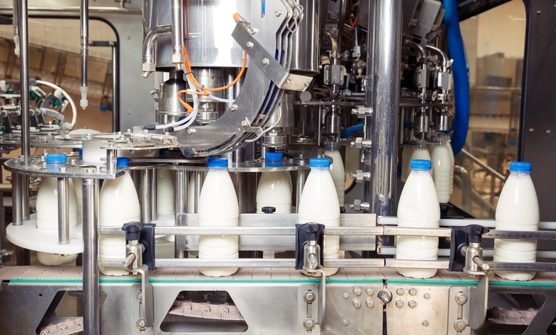 A dairy packaging facility with numerous clear milk bottles with blue caps being fed through a bottling machine.