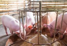 Four pigs huddled around their feeder. They are all eating some grain while the sun shines through on them.