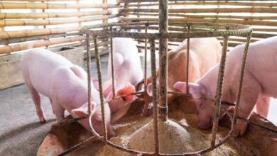 Four pigs huddled around their feeder. They are all eating some grain while the sun shines through on them.