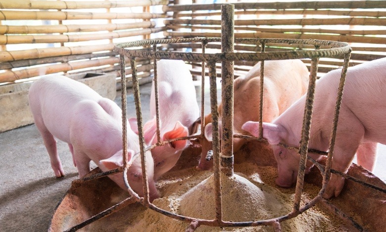 Four pigs huddled around their feeder. They are all eating some grain while the sun shines through on them.