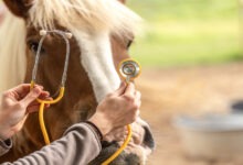 A pair of hands holding a stethoscope to the face of a brown horse with a white stripe down its nose and a blonde mane.
