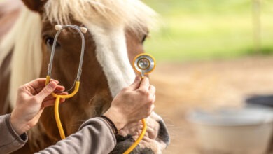 A pair of hands holding a stethoscope to the face of a brown horse with a white stripe down its nose and a blonde mane.