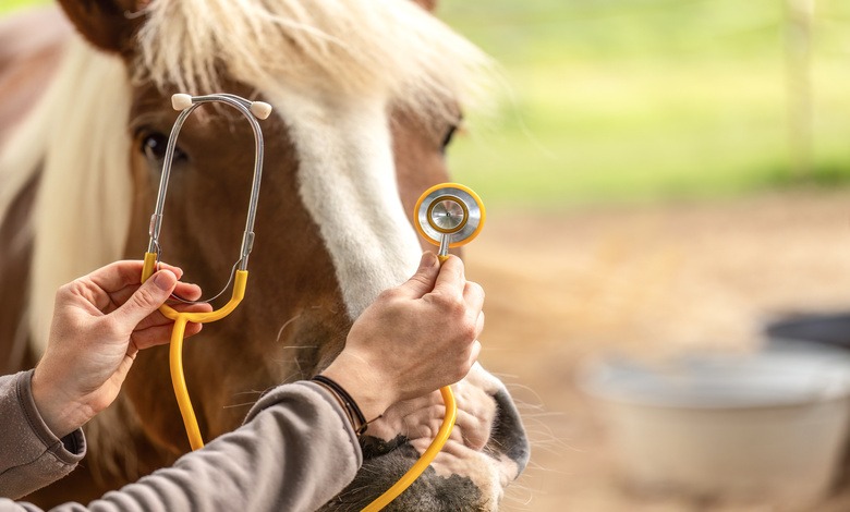 A pair of hands holding a stethoscope to the face of a brown horse with a white stripe down its nose and a blonde mane.