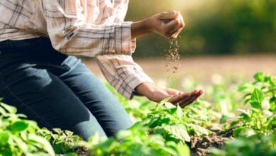 A person, kneeling in a farm's field, lets a fistful of soil slowly drop from one of their hands to the other.