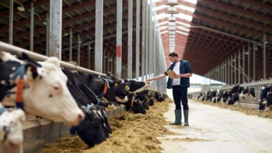A man holding a clipboard while petting the head of a cow inside a large farm with high ceilings and multiple cows.